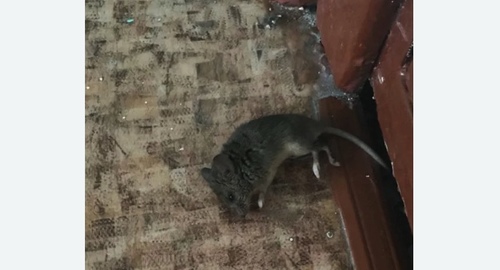 Дезинфекция от мышей в Белгороде